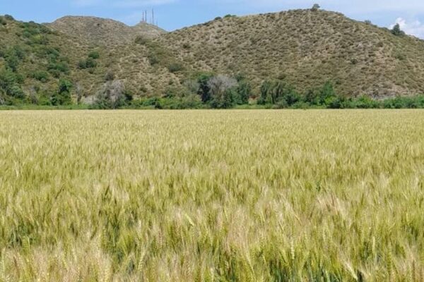 2 bin 500 ton sertifikalı buğday tohumu üretildi
